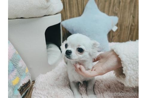 成約済の兵庫県のチワワ(ロングコート)-157036の1枚目